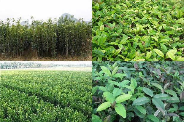 朱砂桂花树价格多少钱一棵1689640044751