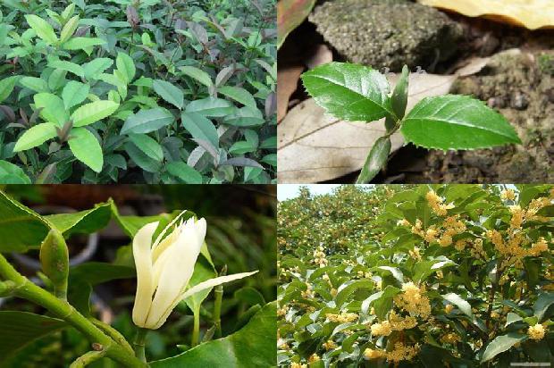 桂花叶边枯黄1680227437515