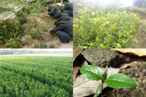 桂花树25公分价格多少一棵1689727165845