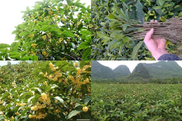 桂花叶子有干尖怎么办1680229421463