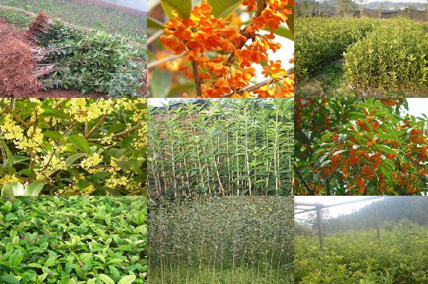 桂花树苗最新价格山东曹县1689726557134