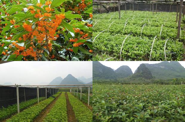 地栽桂花树几年开花1680229615315