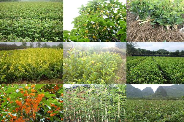 桂花桂花含糖吗1689467895382