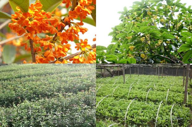 桂花树的枯叶病怎么治?1680229845891