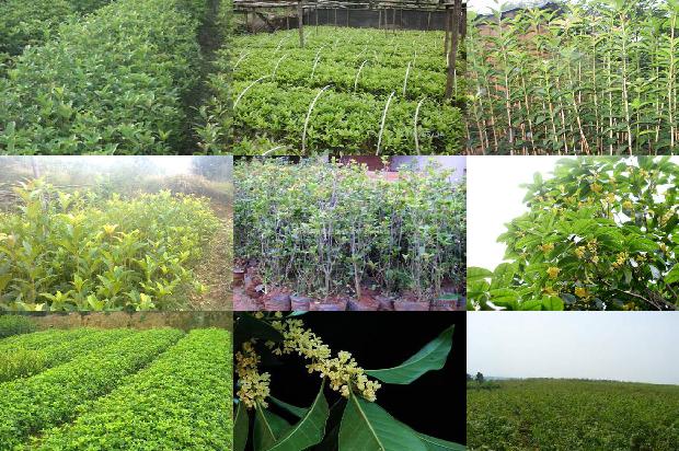 牛蒡根配菊花茶桂花这些功效与作用1689381469826