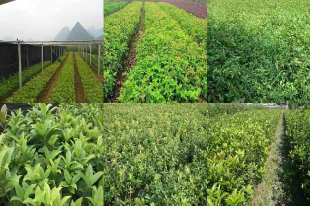 桂花树叶落了怎么办1680230457797