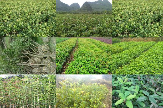 盆栽桂花干枯掉叶怎么办1680230735453