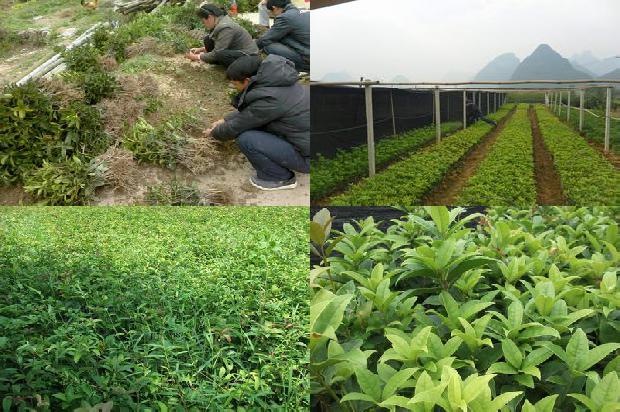 桂花黄叶掉叶怎么治疗1680230843853