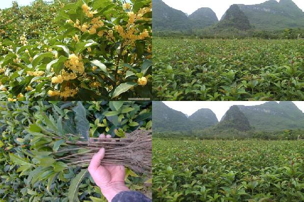 桂花树叶子都掉光了还能活吗1680231047217