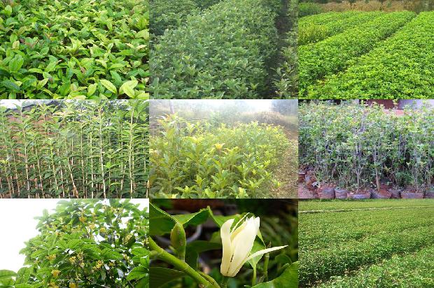 5公分的桂花树价格多少一棵1689726688009