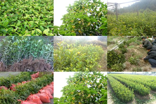 桂花和陈皮可以泡茶吗1689467565262
