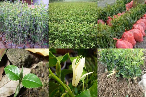 河南有没有桂花树种植1690591138082