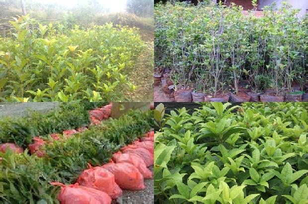 盆栽桂花树用什么肥料最好呢1680232552820