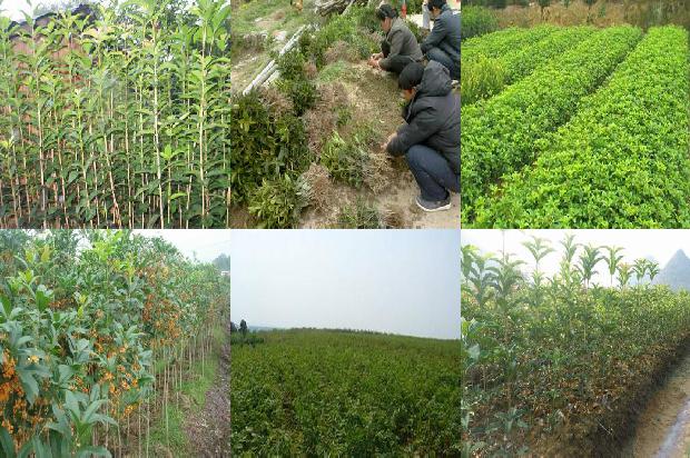 盆栽桂花树用什么肥料最好呢1680232552867