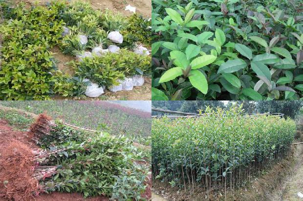 桂花与乌龙茶的功效与作用区别1689467481751