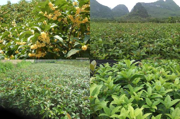 桂花树应该怎么剪1680311967482