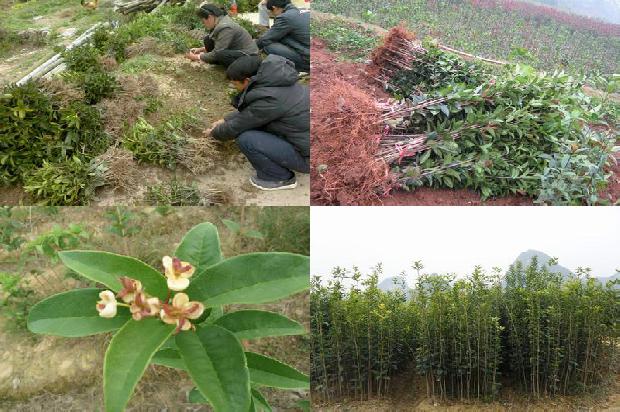 桂花酒多久能喝1689313130047