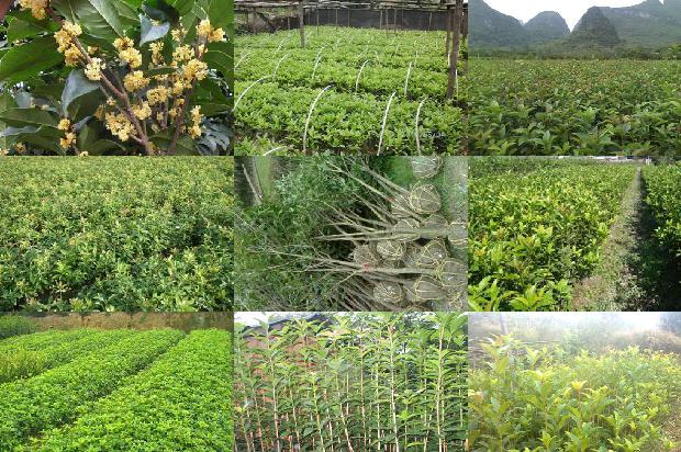哪里批发桂花树苗好1690418356700