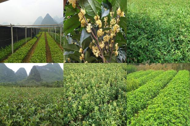 桂花树的干枝子要剪掉吗1680315784729