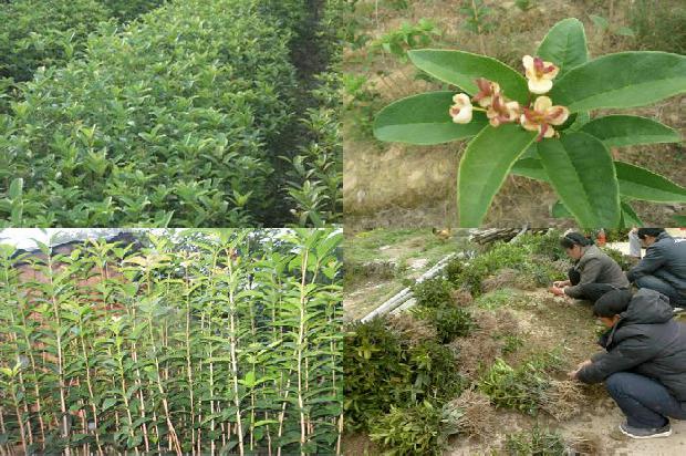 30年的桂花树值多少钱一斤1680316429340