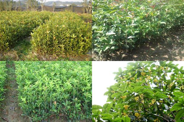 桂花树种什么时候种植最好1688948350262