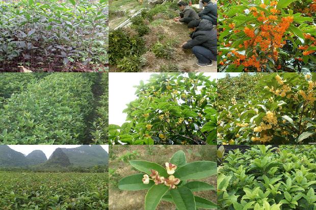 丛生桂花树最新价格表1680317057566