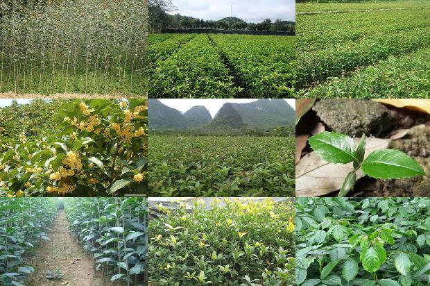 桂花树最新收购最新价格1680317087411