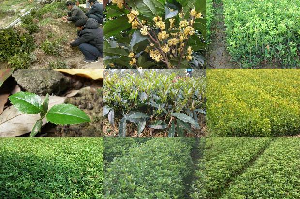 桂花树最新收购最新价格1680317087458