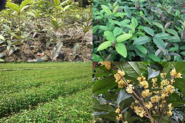 桂花树最新收购最新价格1680317087506