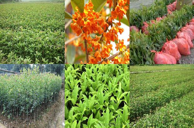 桂花树10公分多少钱一根1680318589165