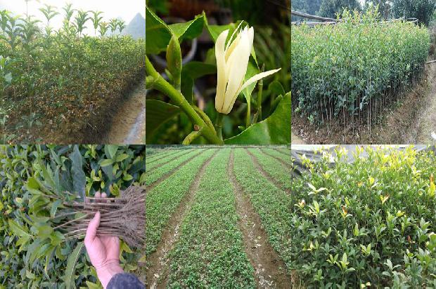院子里种植桂花树好吗1680318867746