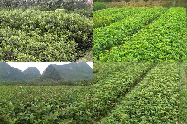 桂花树可以养在屋后吗1680318960896