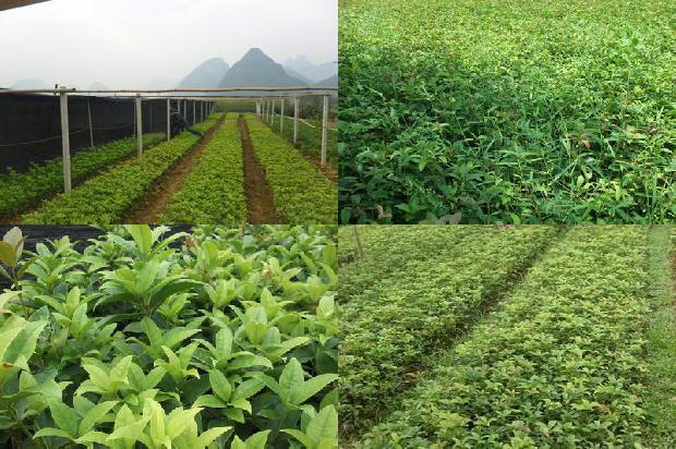 盆栽桂花树几月份移栽最好1680394914913