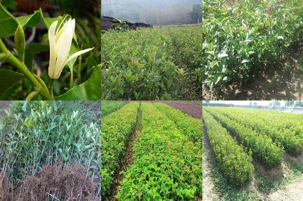 桂花树什么品种最好最香花期最长1680483674033