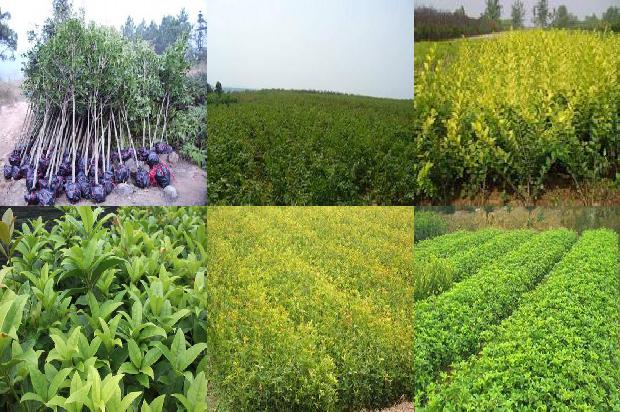 桂花红茶可以加蜂蜜吗1689035419466