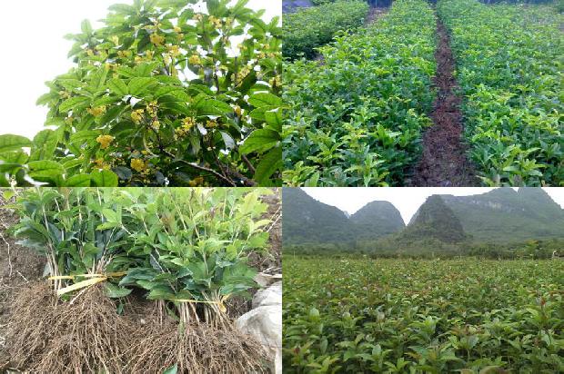 桂花树在北方栽培行吗1680491221026