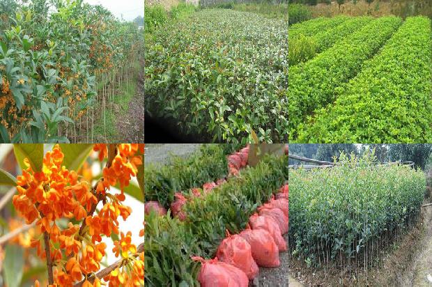 怎样栽培桂花树用啥肥料好1680494349695