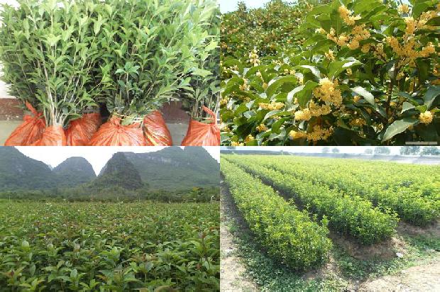 怎样栽培桂花树用啥肥料好1680494349742