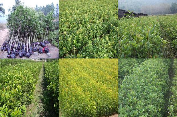 栽桂花树用什么肥料1680494446186