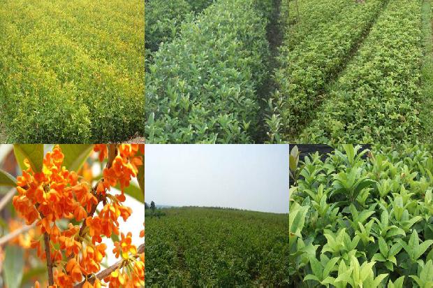 栽桂花树用什么肥料1680494446234