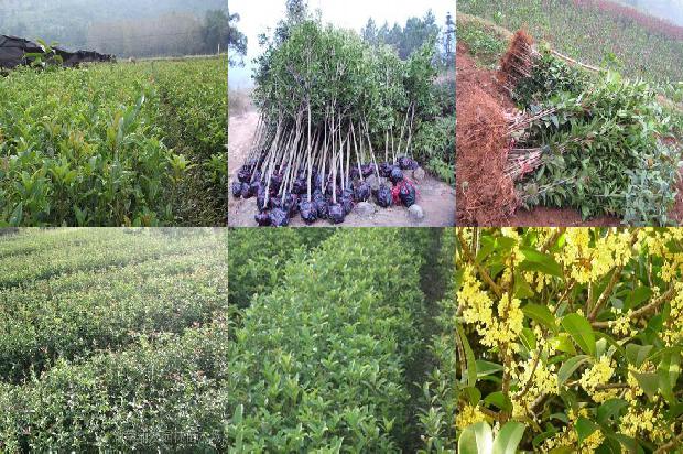 盆栽桂花树用什么肥料效果好1680494650208