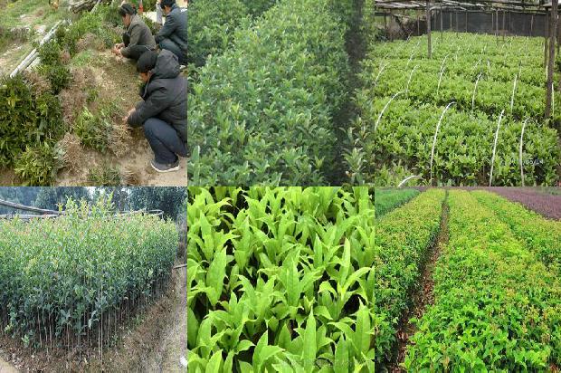 盆栽桂花树用什么肥料效果好1680494650255