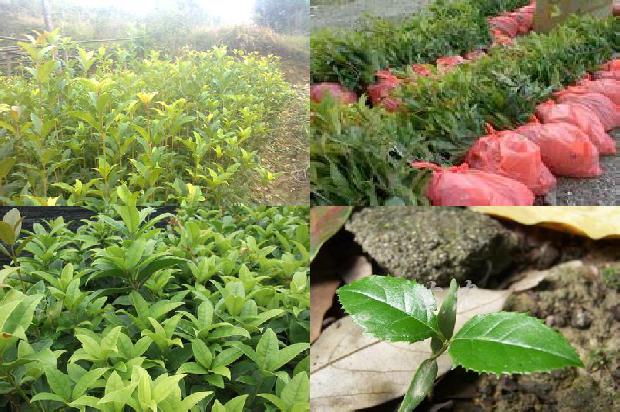 桂花树怎样施肥什么肥料好1680494747830