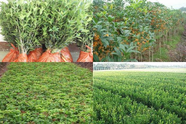 桂花树怎样施肥什么肥料好1680494747878