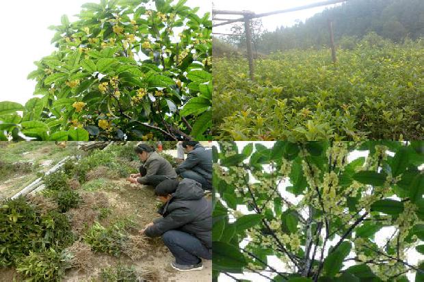 桂花树施肥用什么肥料1680494927935