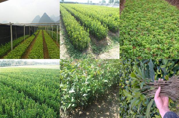 桂花树用什么肥料比较好1680495015446
