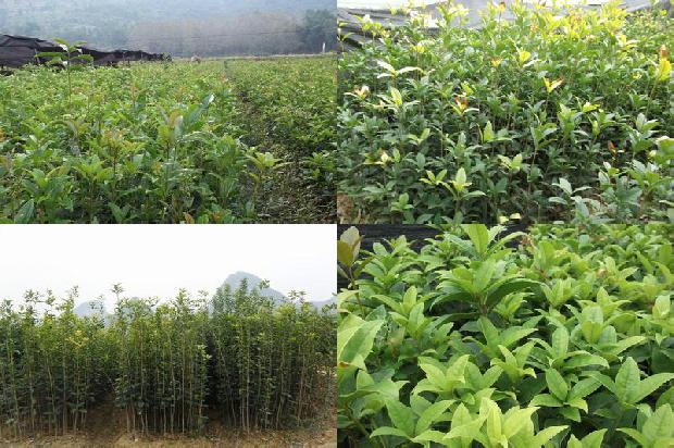 桂花树用什么肥料比较好1680495015493