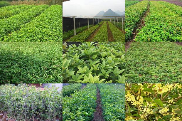 桂花泡茶桂花可以吃吗1689576433175
