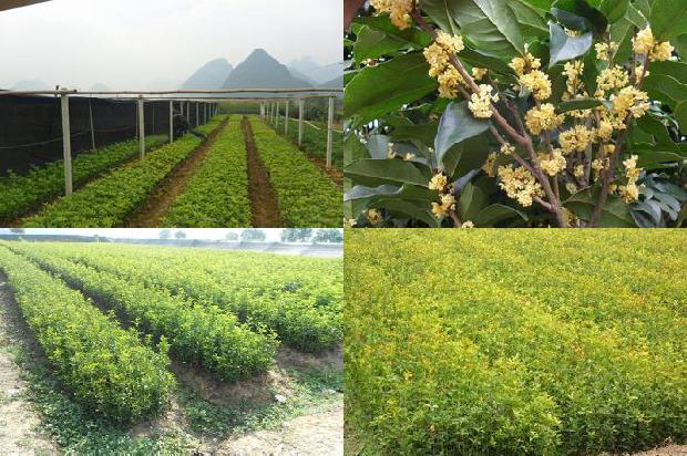 自家庭院栽哪种桂花树比较好养1688432871292