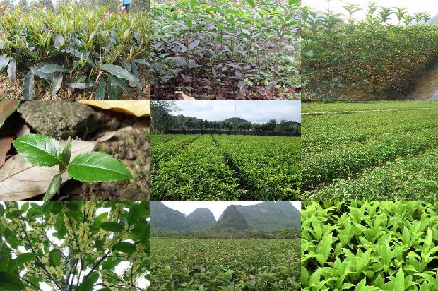 四季桂花种植方法和注意事项1680496571464